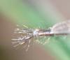 Chaoborus sp.